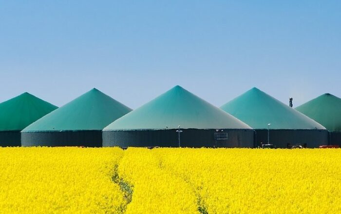 campo fiorito verde e giallo