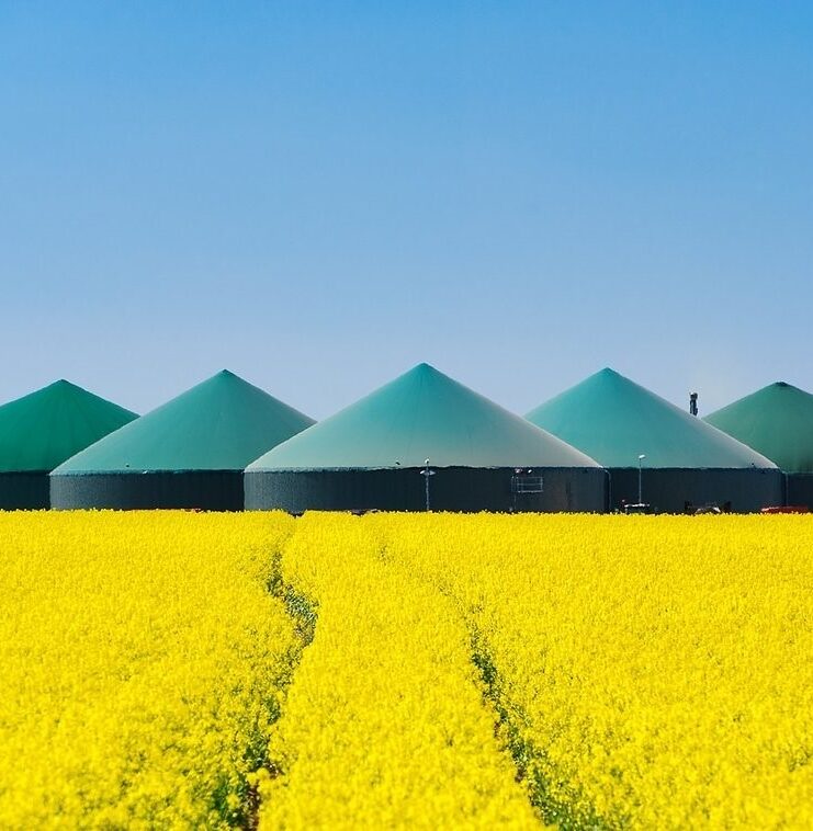 campo fiorito verde e giallo